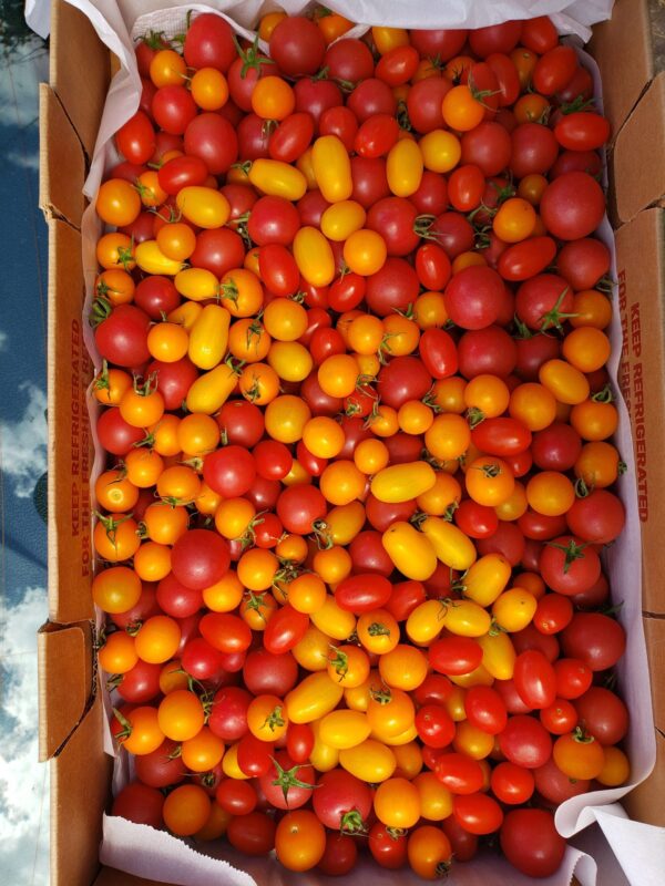 Cherry Tomato - 10# Flat