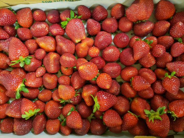 Strawberry, 8# Flat