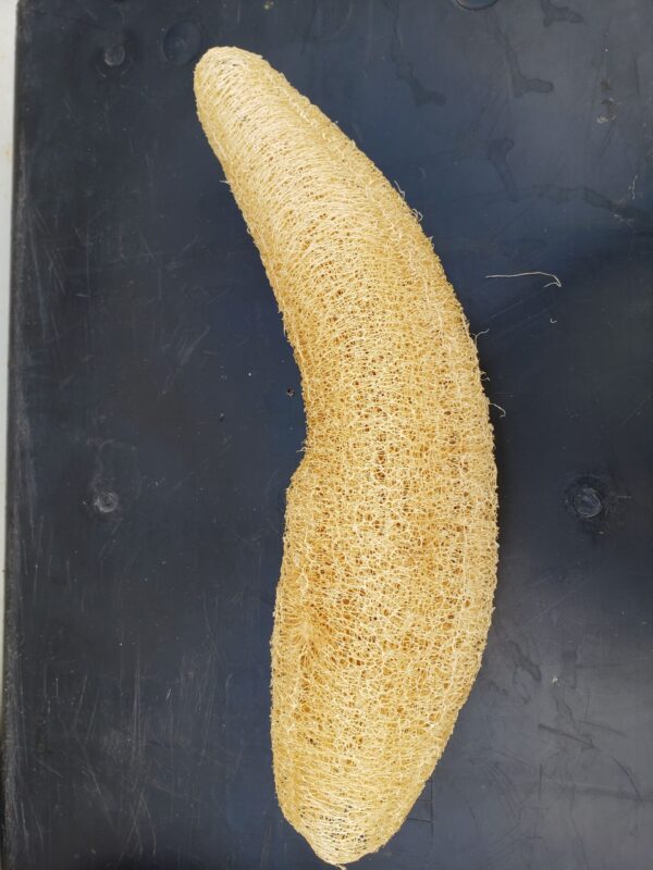 Loofah Sponge, Full size
