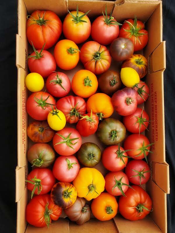 Heirloom | Specialty Tomatoes - 10# Flat