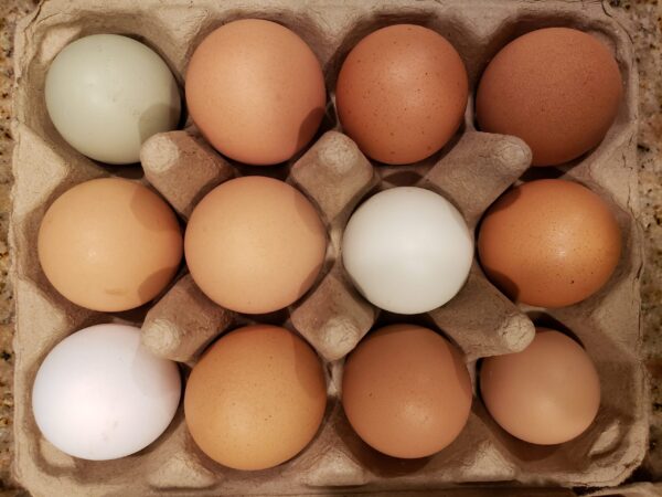 Eggs from pastured organic fed chickens