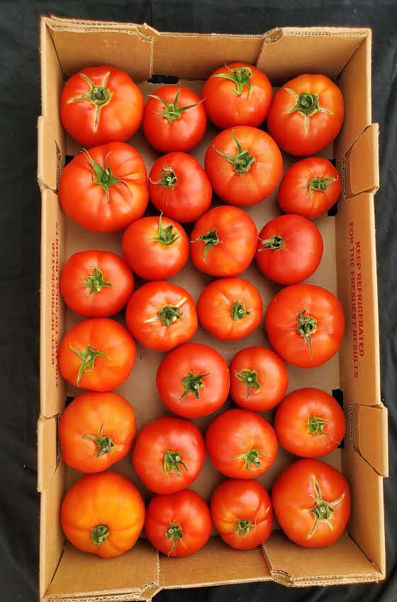 Red Tomatoes - 10# Flat