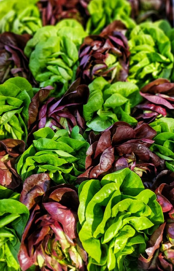 Butterhead Lettuce (Small Leaf)