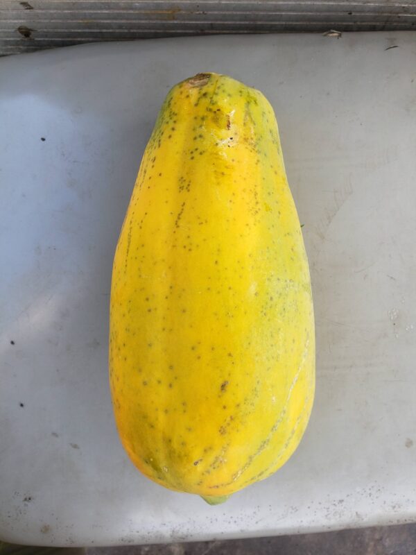 Papaya-Large